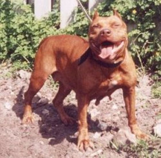 Dog Featured Image