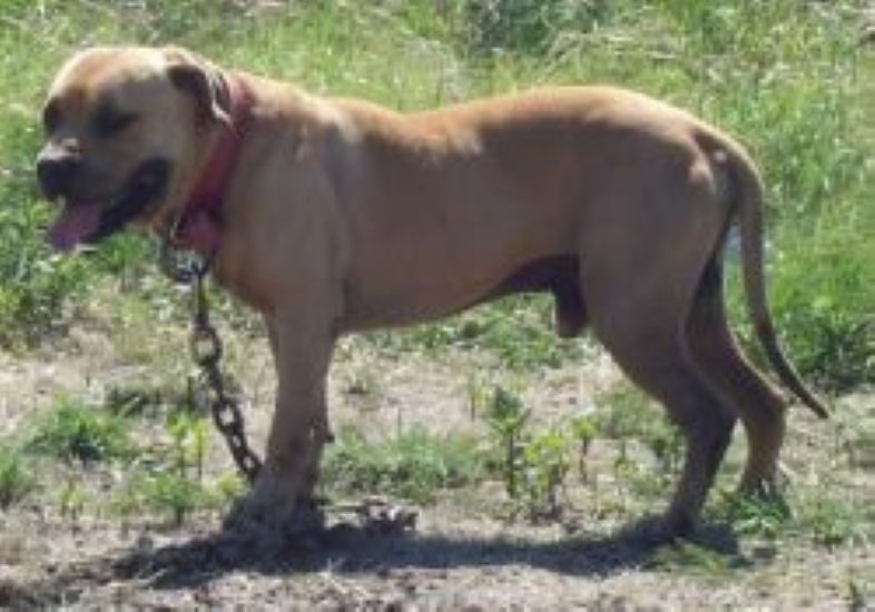 Dog Featured Image