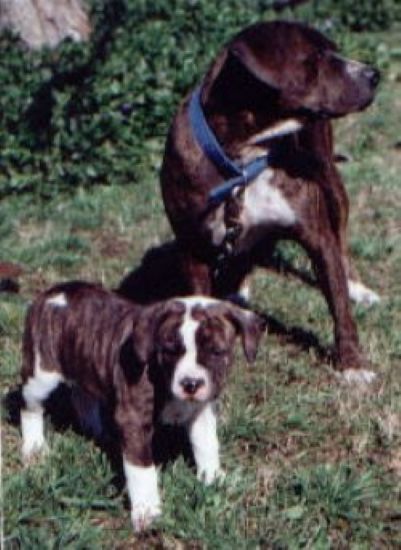 Dog Featured Image