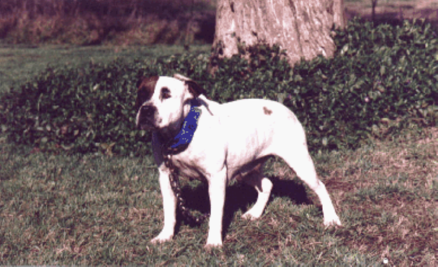 Dog Featured Image