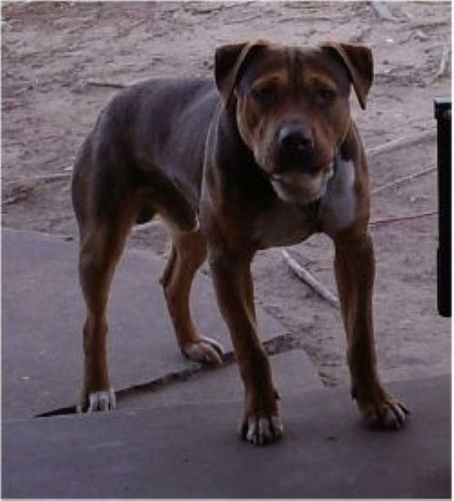 Dog Featured Image
