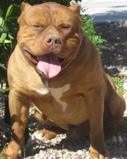 Dog Featured Image