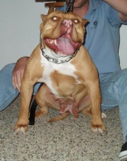 Dog Featured Image