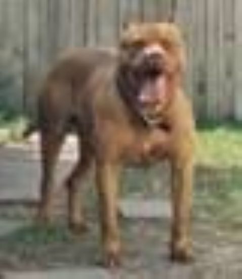Dog Featured Image