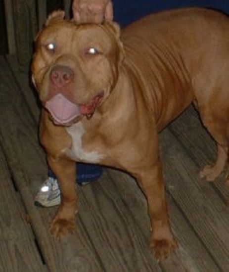 Dog Featured Image