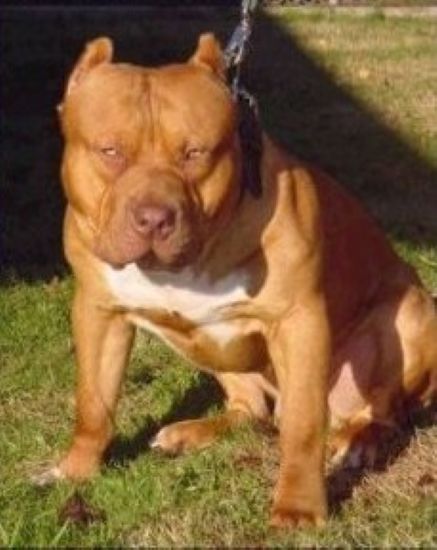 Dog Featured Image