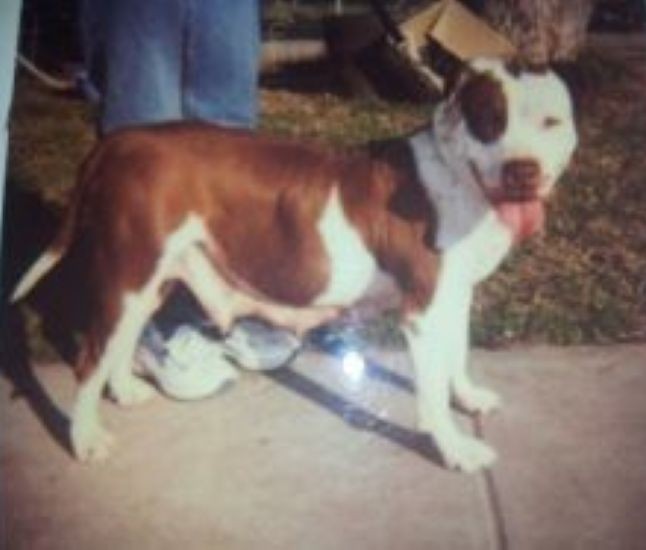 Dog Featured Image