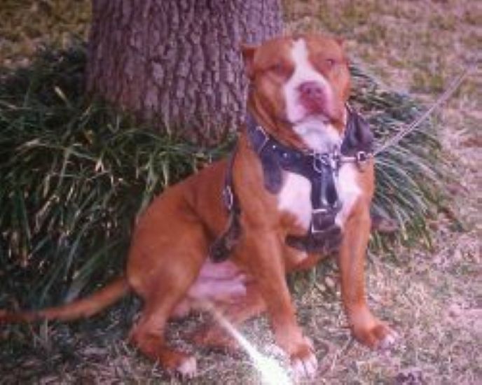 Dog Featured Image