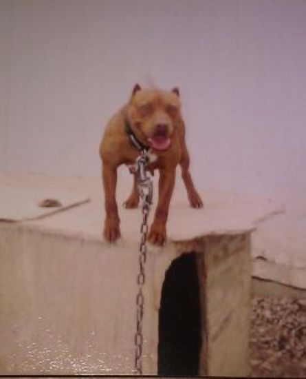 Dog Featured Image