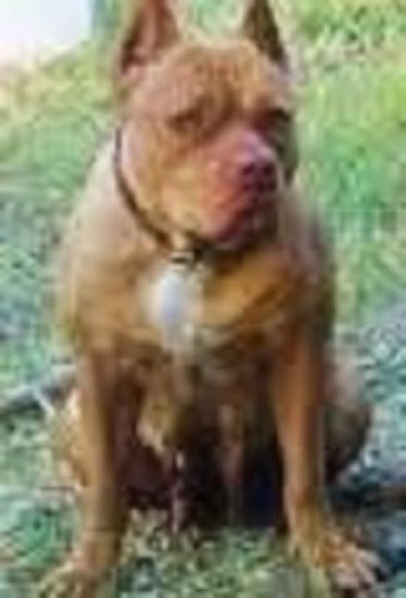 Dog Featured Image