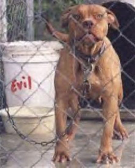 Dog Featured Image