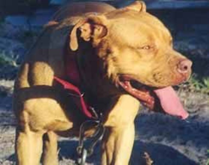 Dog Featured Image