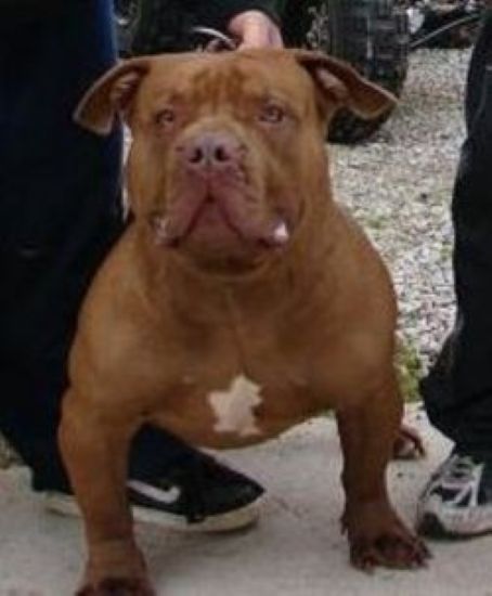 Dog Featured Image