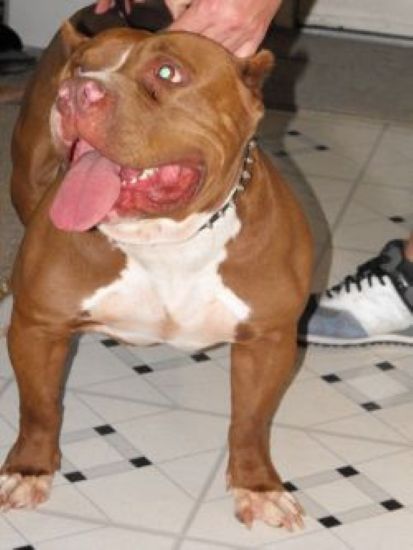 Dog Featured Image