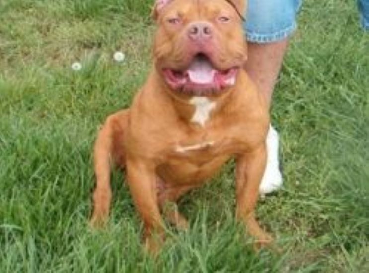 Dog Featured Image