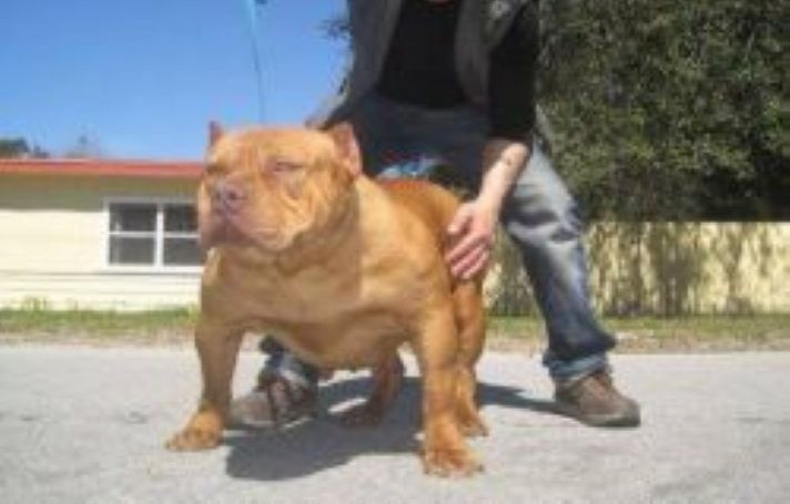 Dog Featured Image