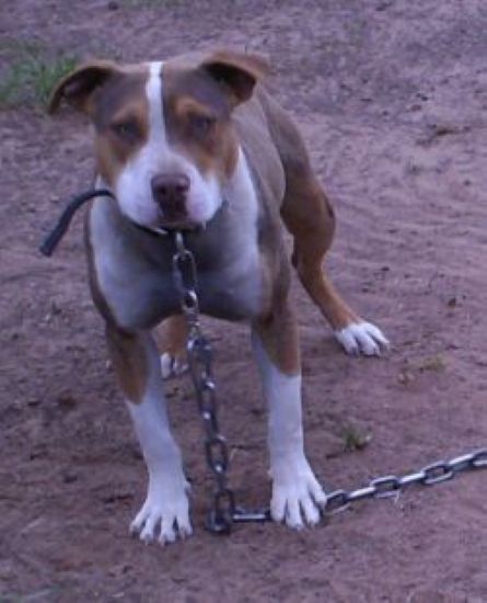 Dog Featured Image