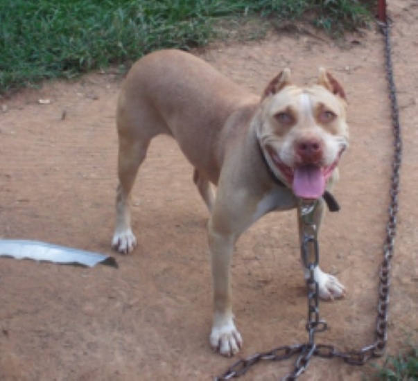 Dog Featured Image