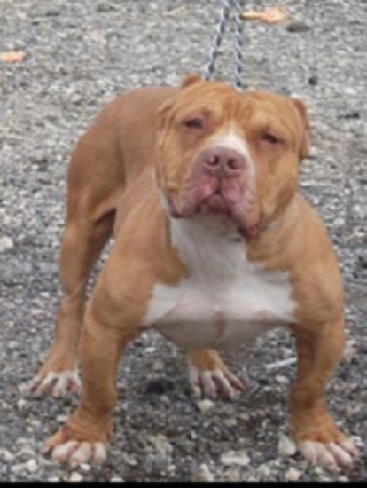 Dog Featured Image