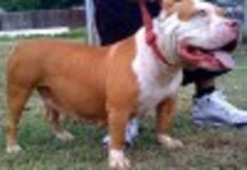 Dog Featured Image