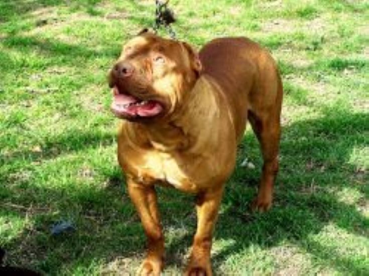 Dog Featured Image