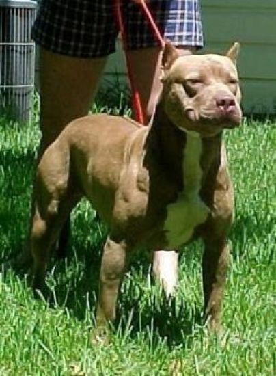 Dog Featured Image