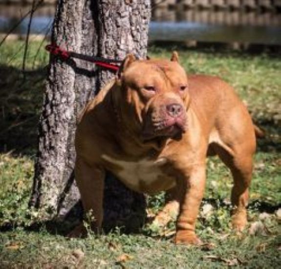 Dog Featured Image