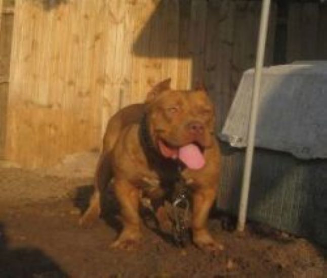 Dog Featured Image
