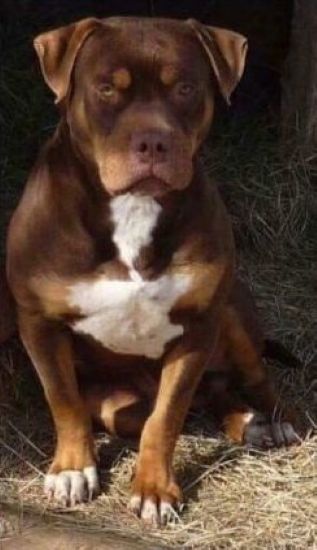 Dog Featured Image