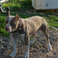 RAMIREZ’ PURPLE TRI DREAM SEKO