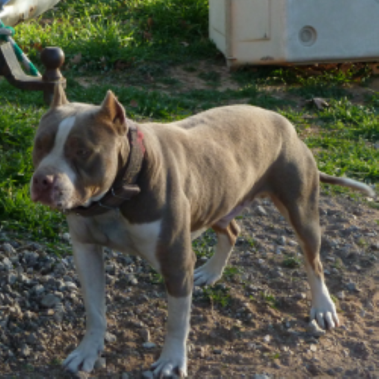 Dog Featured Image