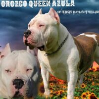 OROZCO’S QUEEN AZULA