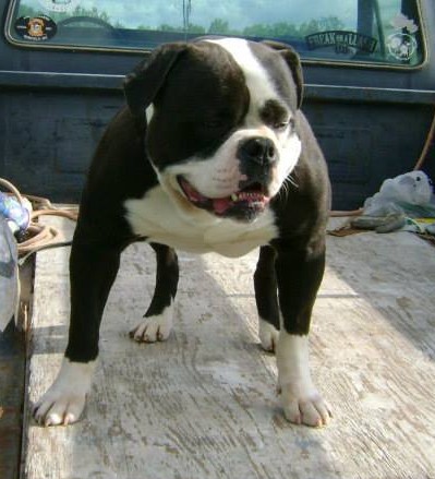 Dog Featured Image