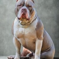Cerberus’ Ozymandias