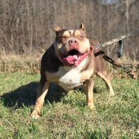 Upstate Delilah