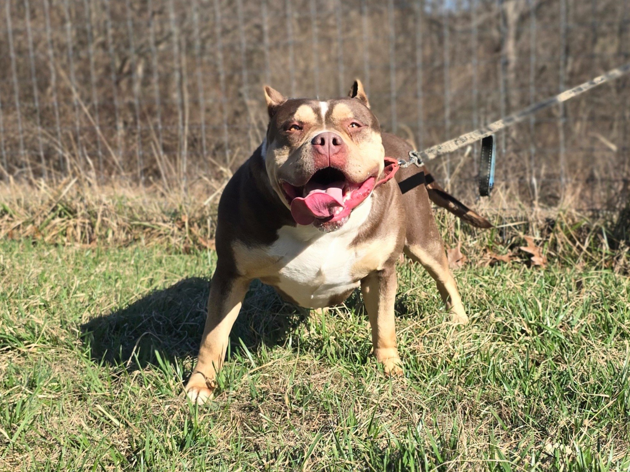 Dog Featured Image