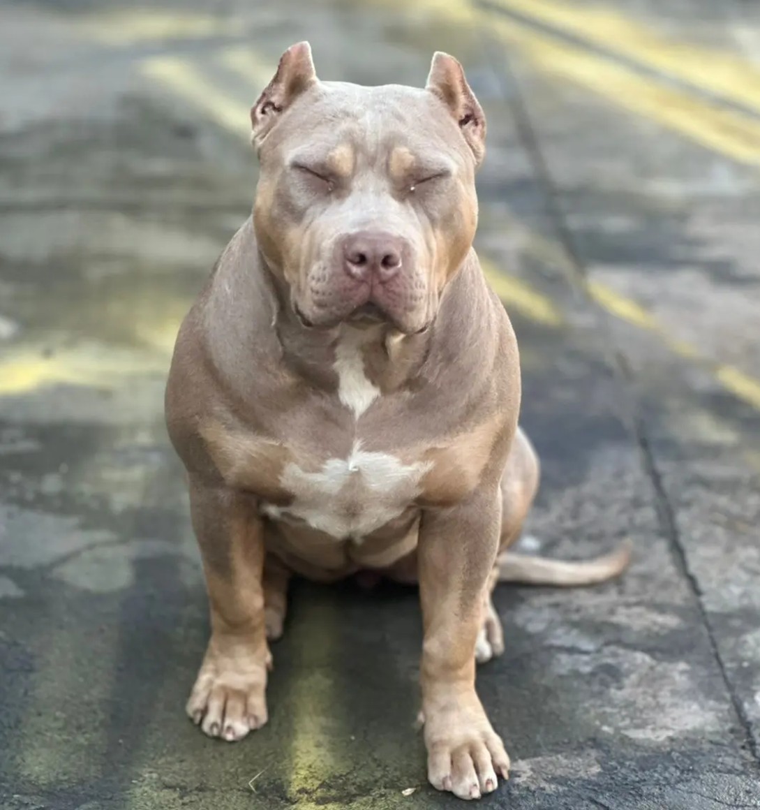Dog Featured Image