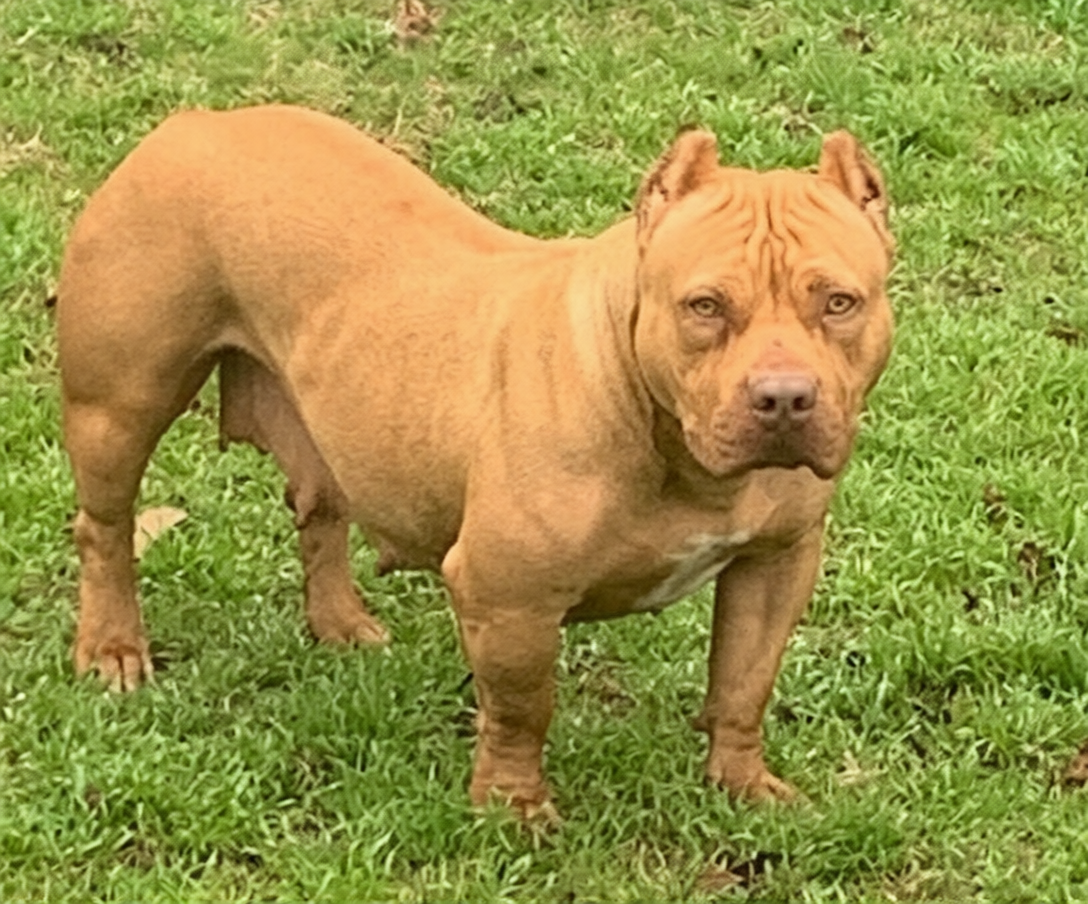 Dog Featured Image