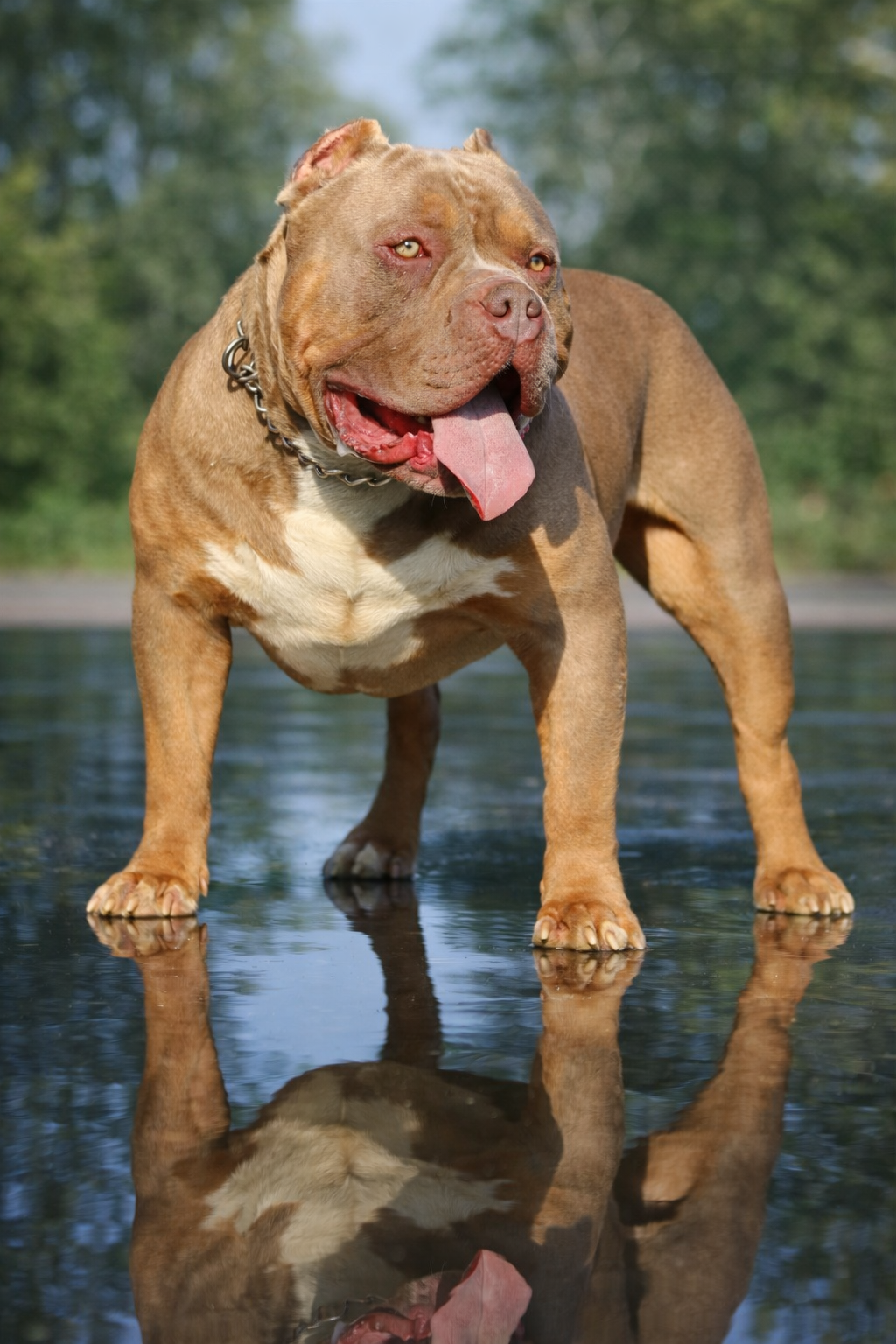 Dog Featured Image