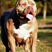 MVPKENNEL ATHENA