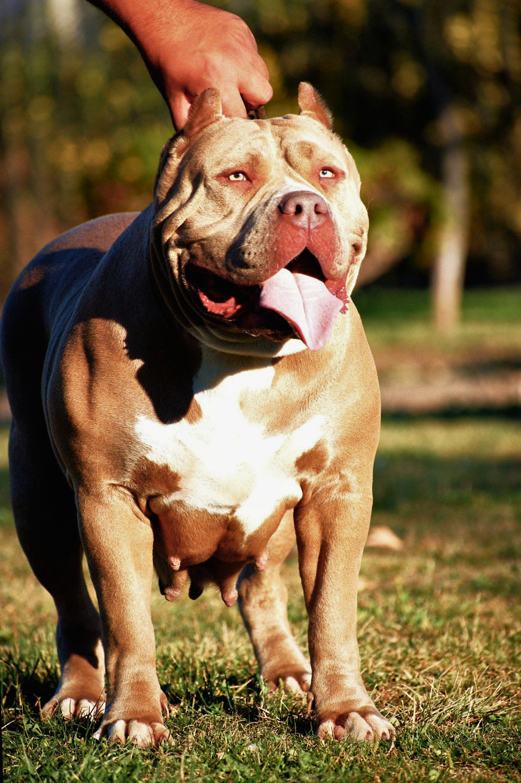 Dog Featured Image