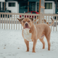 Big Boy Biggie
