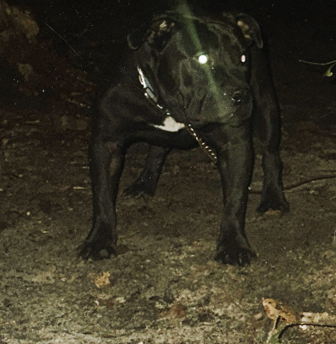 Dog Featured Image