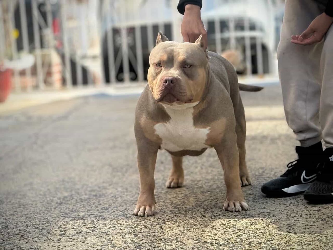 Dog Featured Image