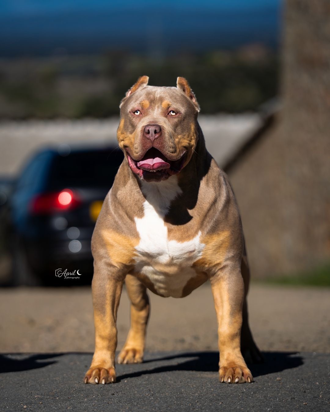 Dog Featured Image