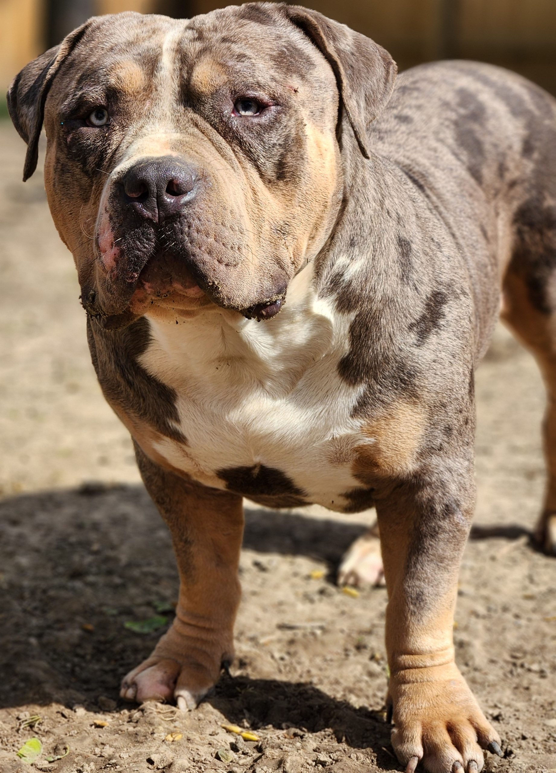 Dog Featured Image