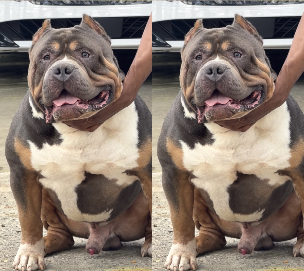 Dog Featured Image