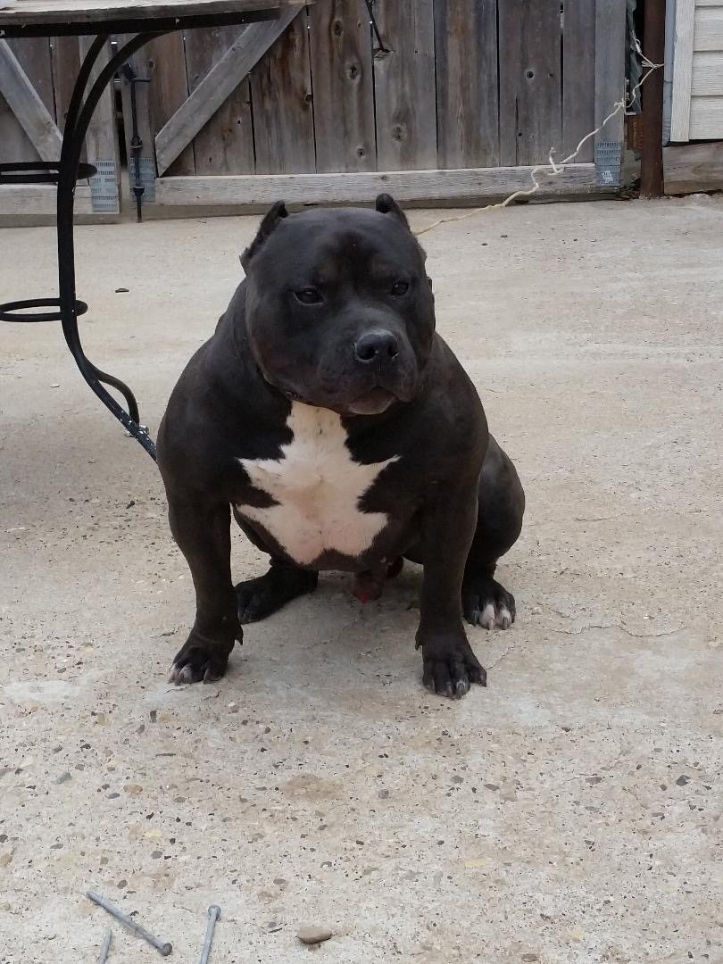 Dog Featured Image
