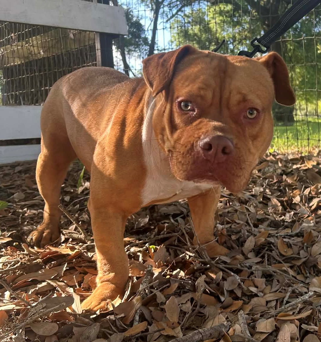 Dog Featured Image