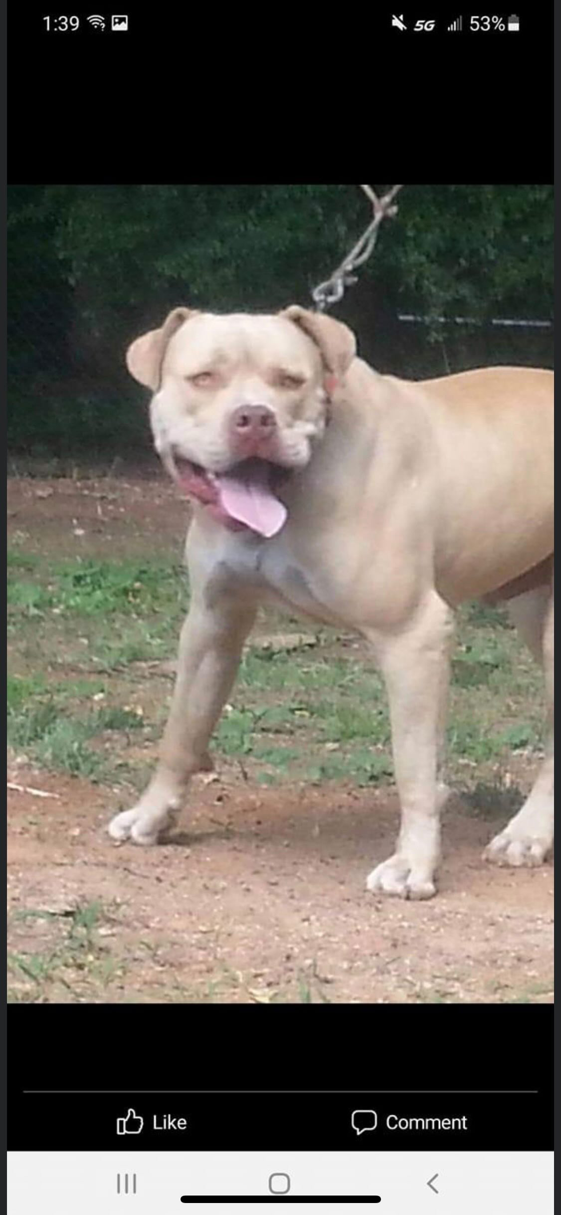 Dog Featured Image
